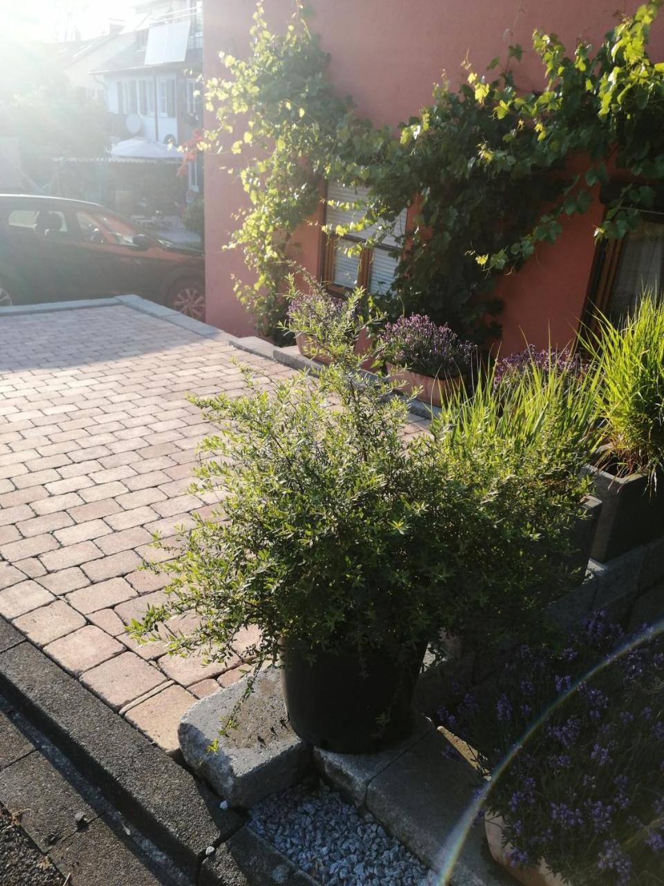Haus Meersburg Rebe Eksteriør bilde